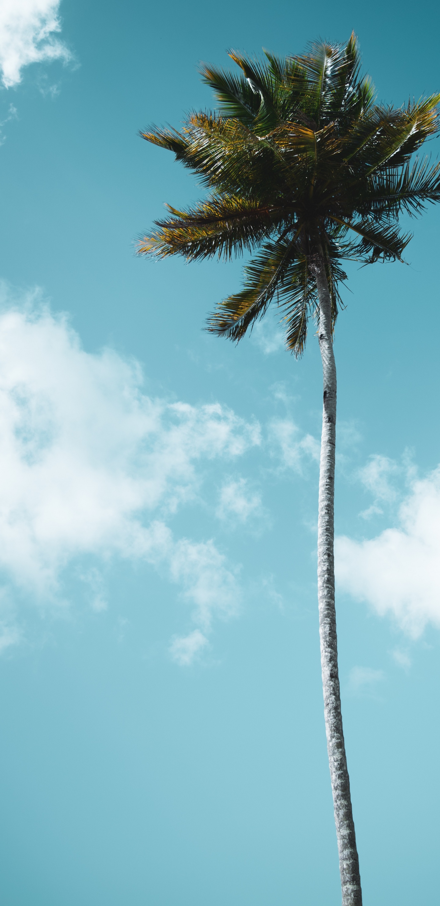 Обои Пальма, МачуПикчу, borassus flabellifer, Пальмоцветные, растение в разрешении 1440x2960