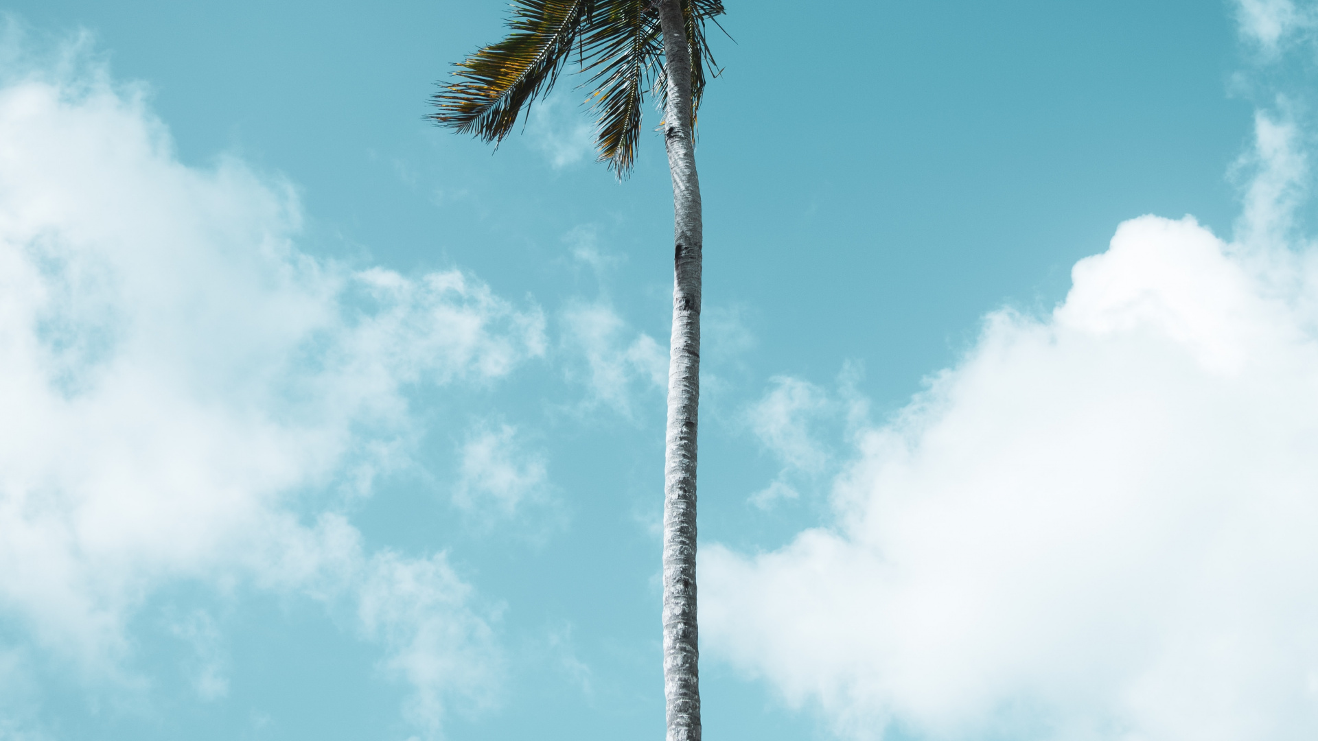 Обои Пальма, МачуПикчу, borassus flabellifer, Пальмоцветные, растение в разрешении 1920x1080