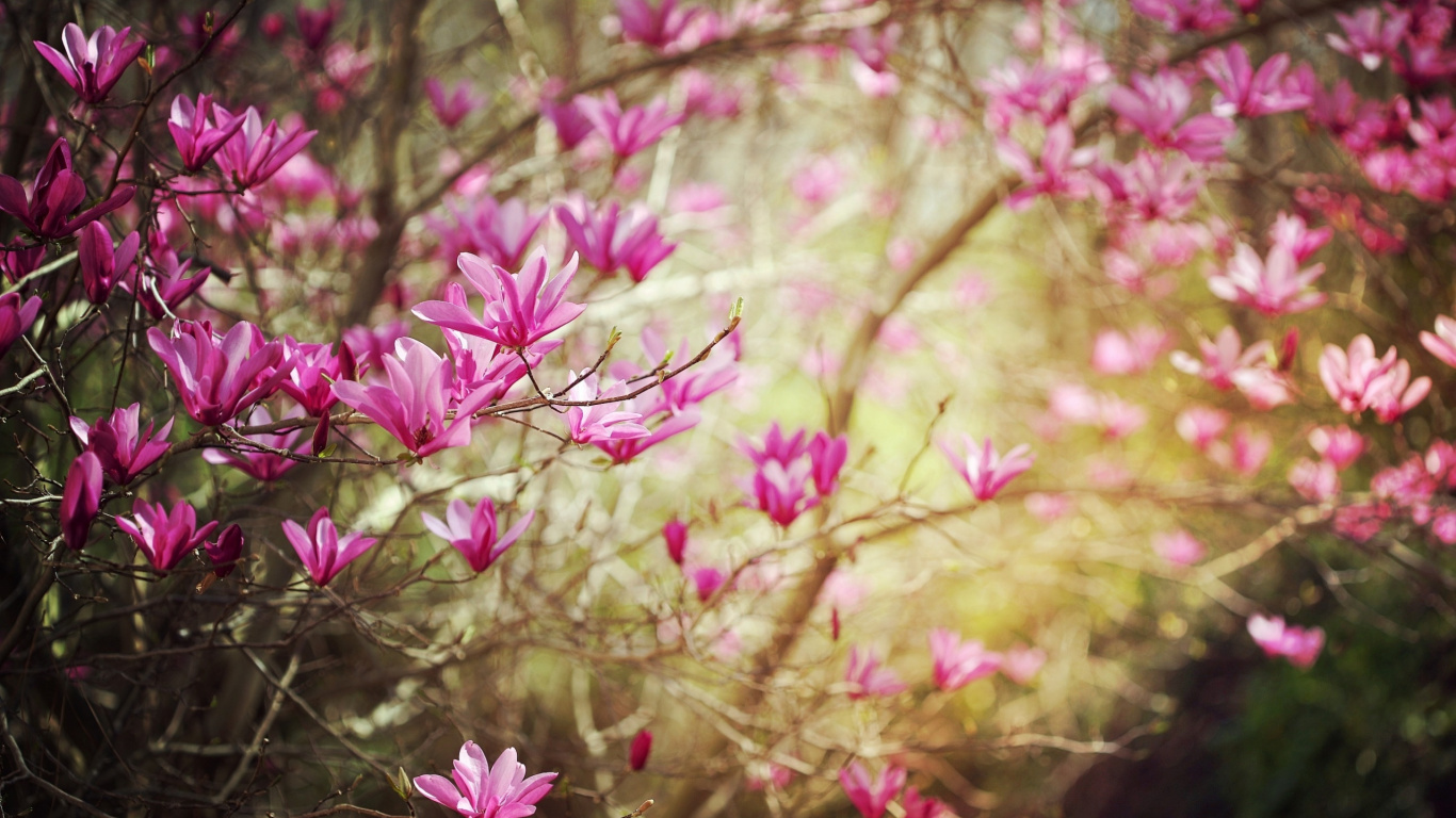 Обои весна, цветковое растение, растение, розовый, растительность в разрешении 1366x768