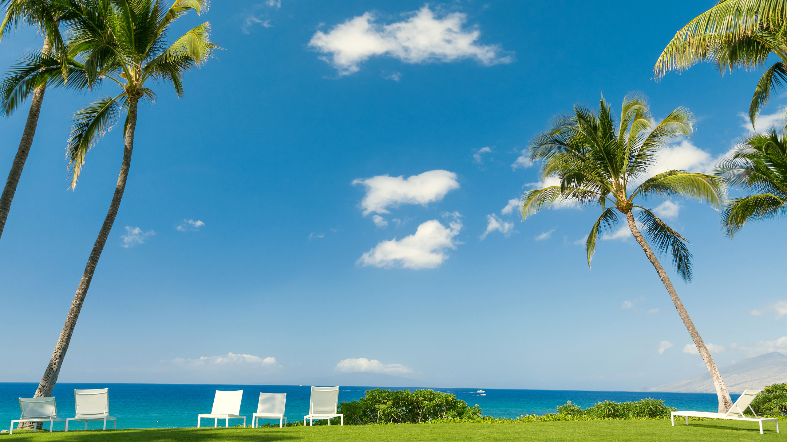 Обои пляж, море, дерево, природа, тропическая зона в разрешении 2560x1440