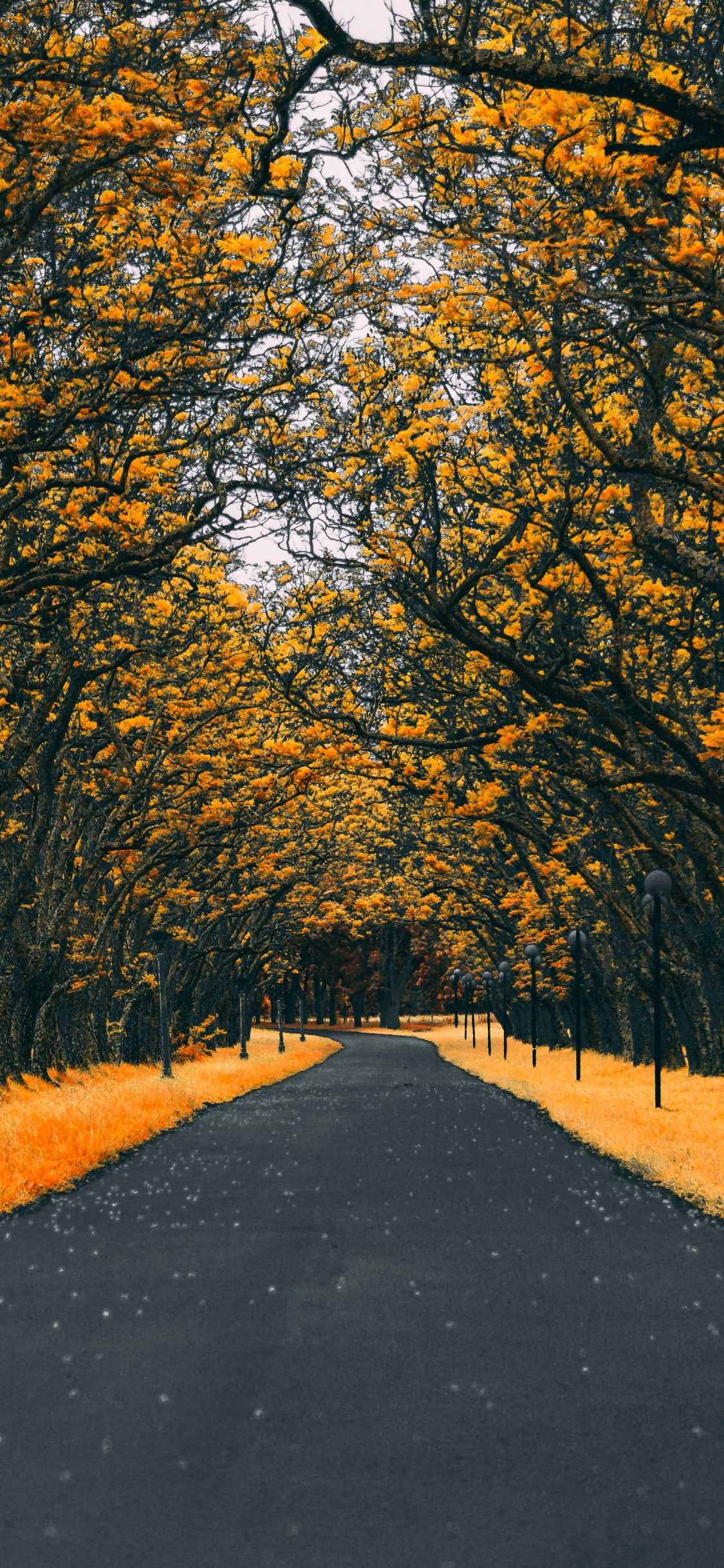 Обои Апельсин, дерево, лист, желтый, осень в разрешении 1125x2436