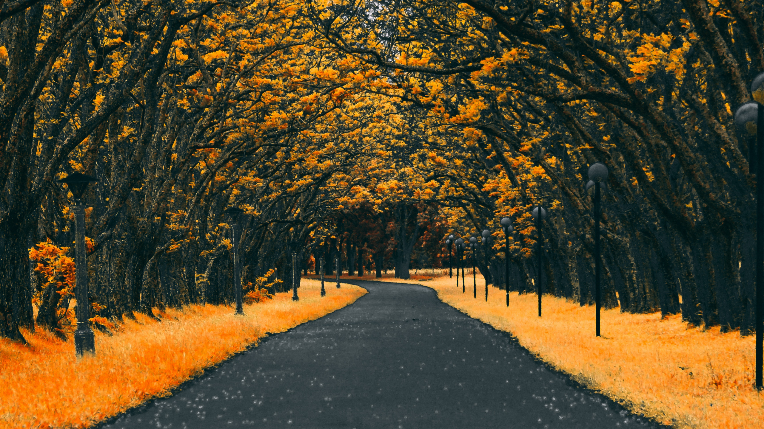 Обои Апельсин, дерево, лист, желтый, осень в разрешении 2560x1440