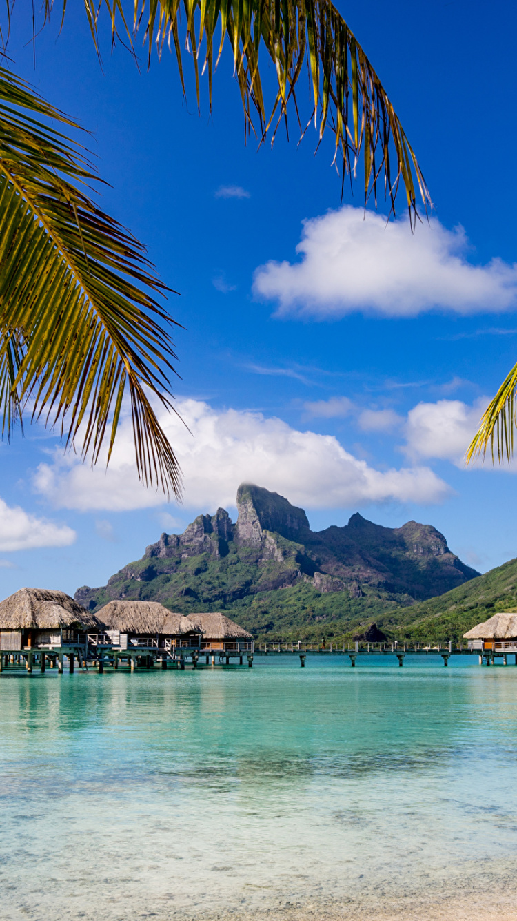 Обои море, тропическая зона, Пальма, Карибский бассейн, небо в разрешении 750x1334