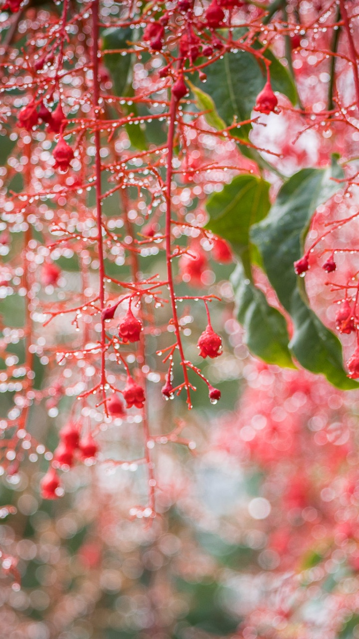 Обои боке, цветение вишни, расцвет, цветок, весна в разрешении 720x1280