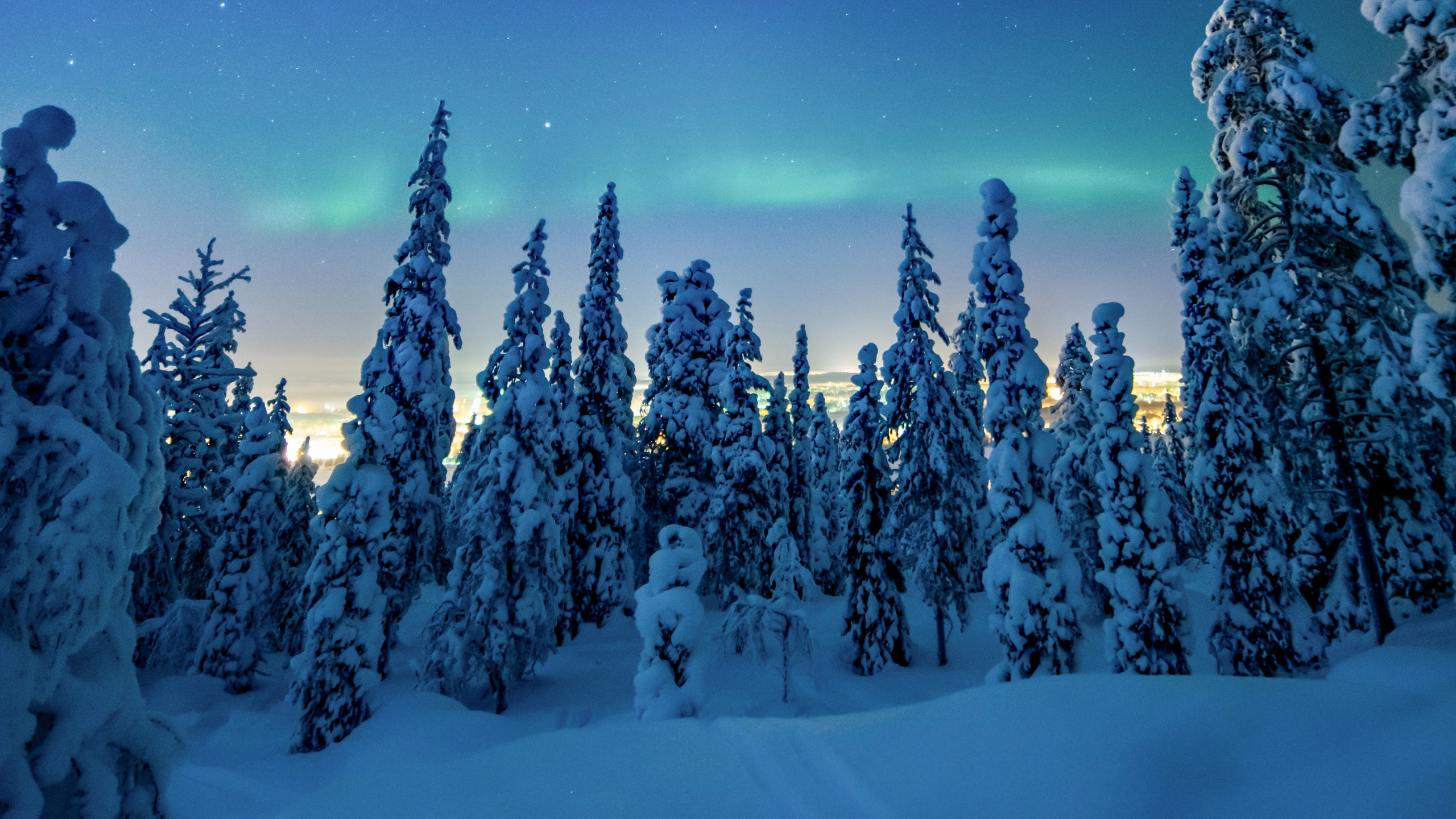 Обои ночь, зима, снег, природа, дерево в разрешении 2560x1440