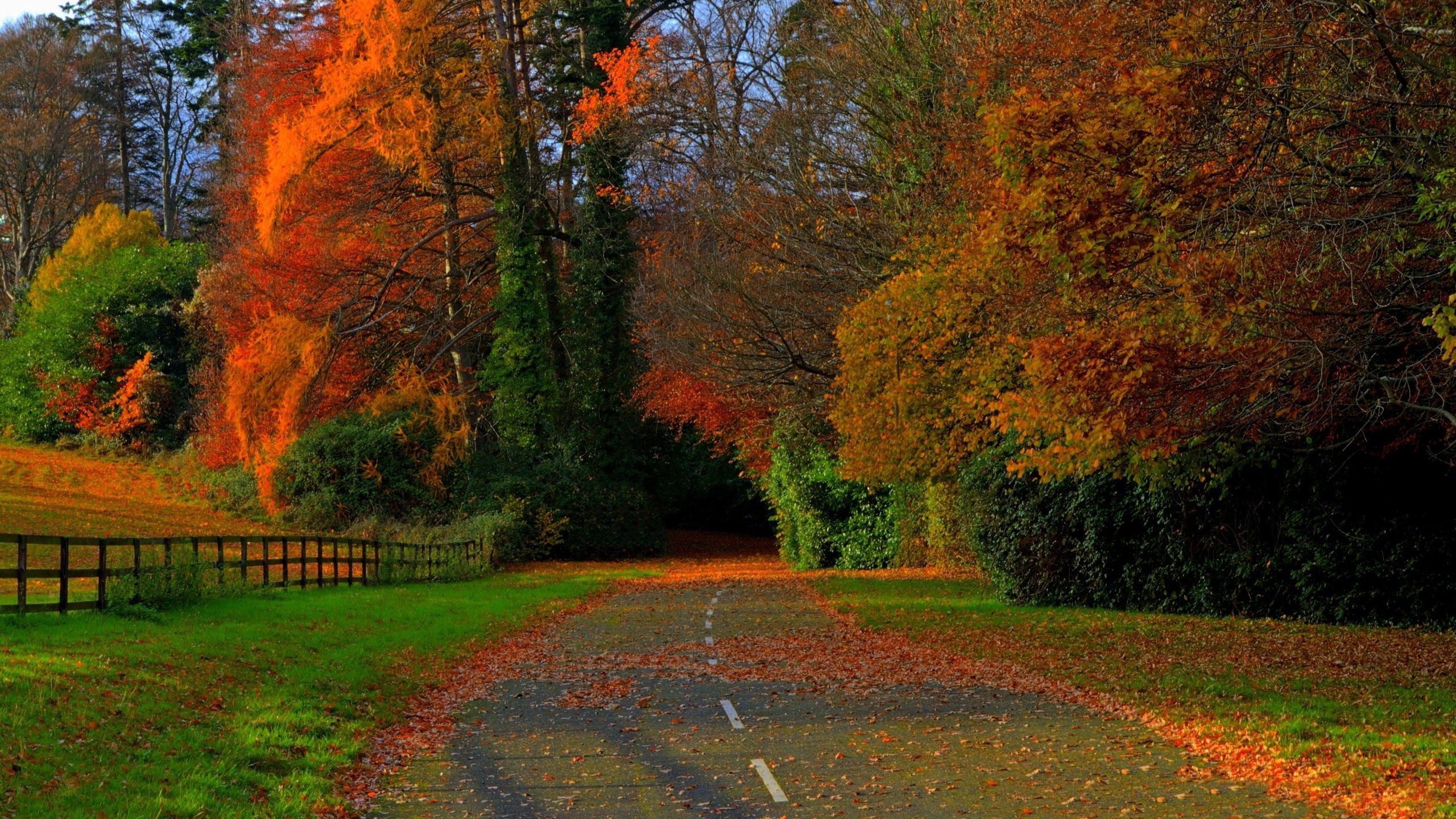 Обои природа, дерево, лист, осень, роща в разрешении 2560x1440