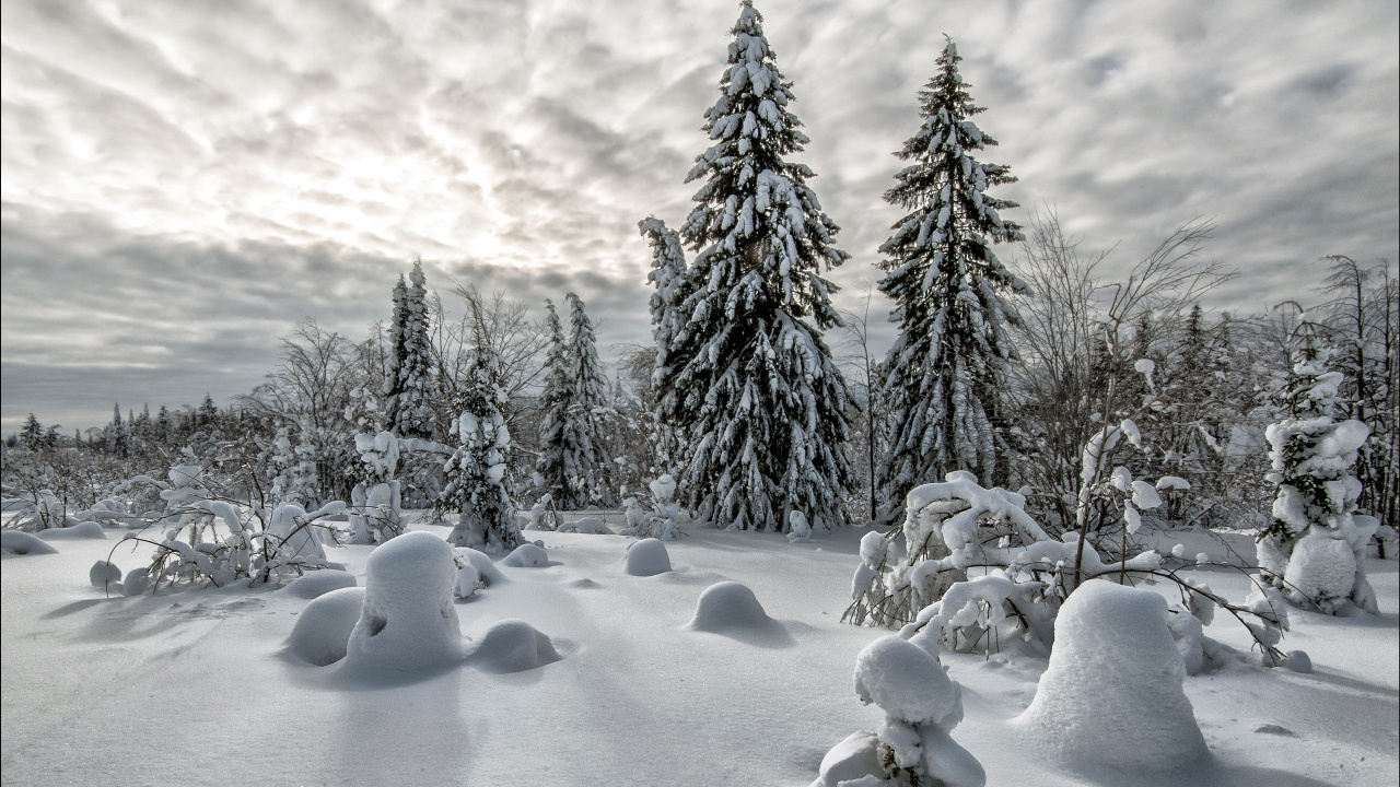 Обои зима, снег, природа, дерево, замораживание в разрешении 1280x720