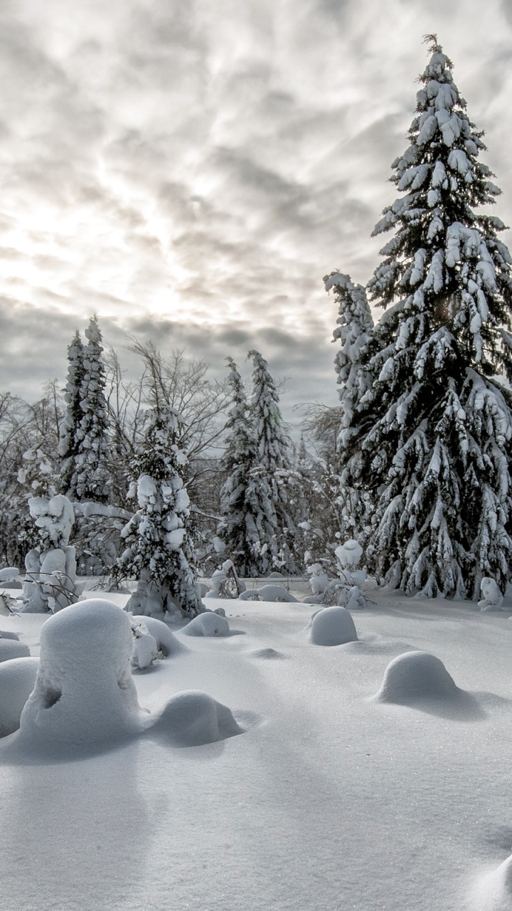 Обои зима, снег, природа, дерево, замораживание в разрешении 720x1280