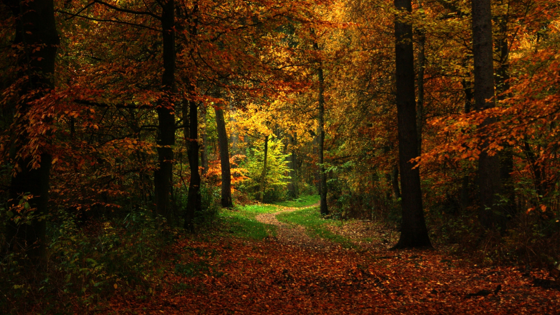 Обои лесистая местность, осень, лес, природа, лист в разрешении 1920x1080