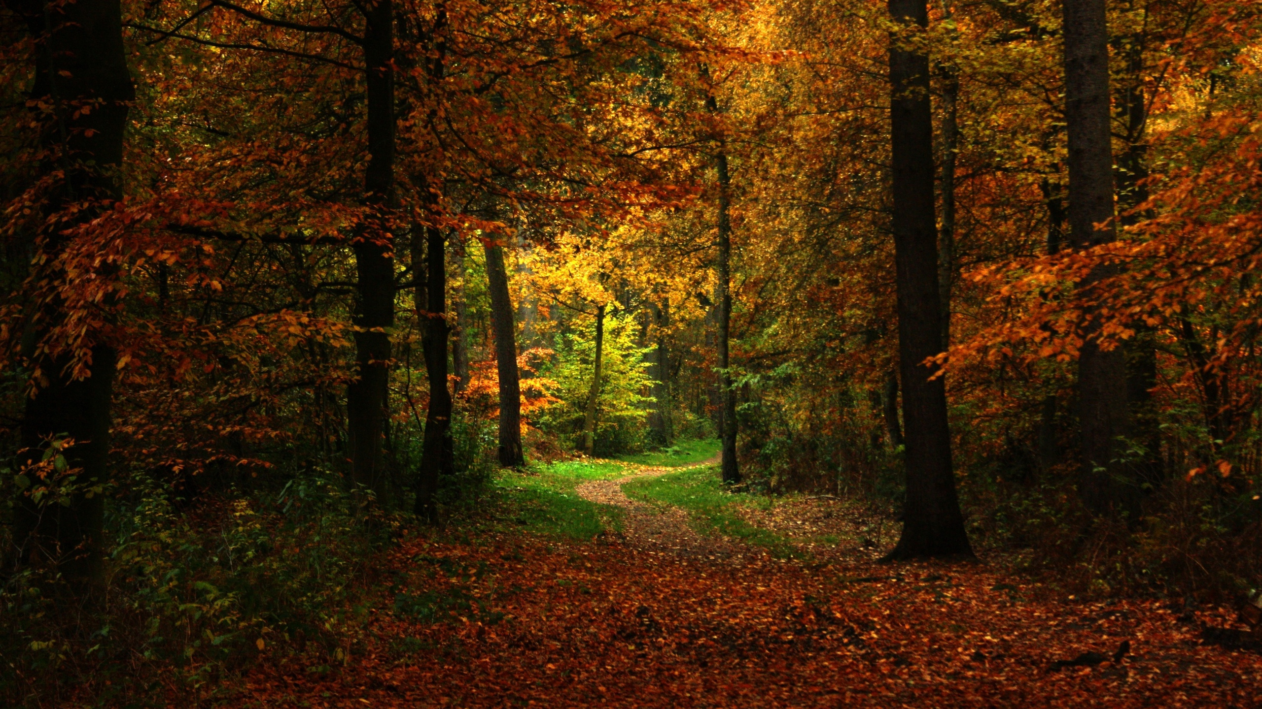 Обои лесистая местность, осень, лес, природа, лист в разрешении 2560x1440