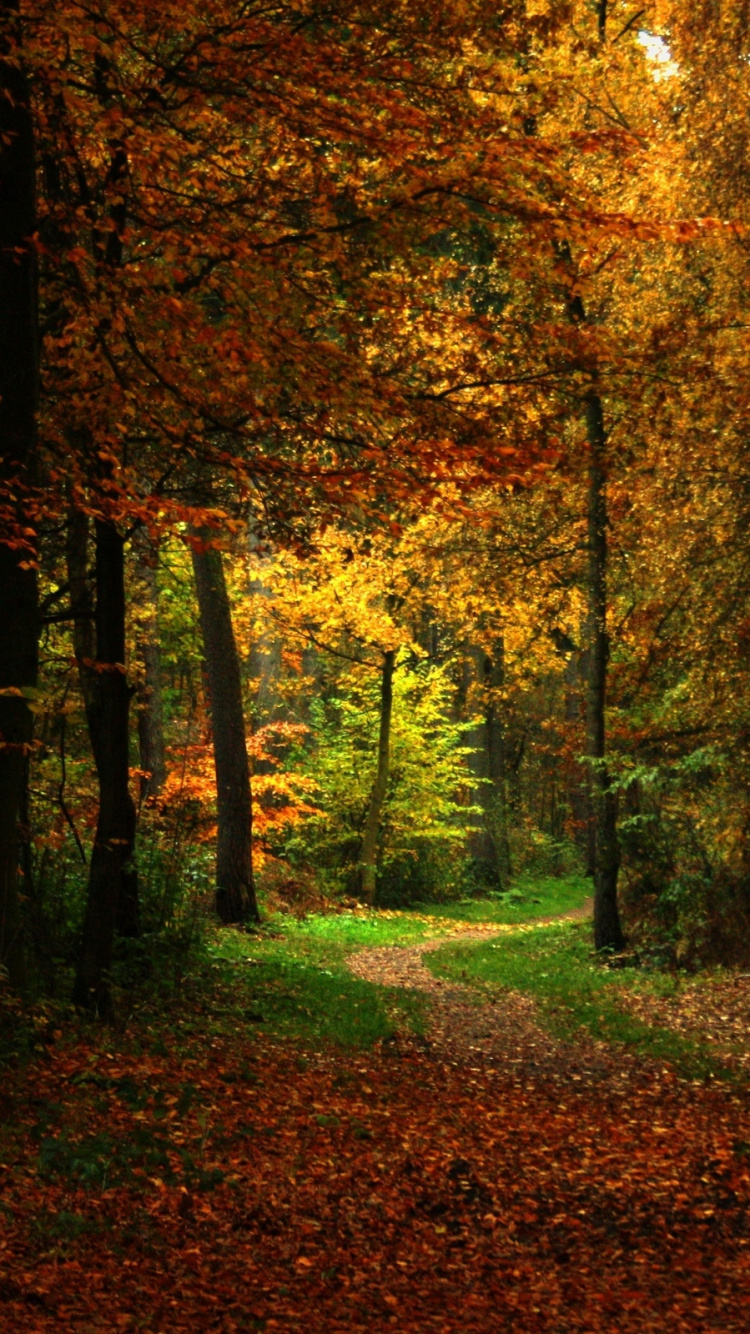 Обои лесистая местность, осень, лес, природа, лист в разрешении 750x1334