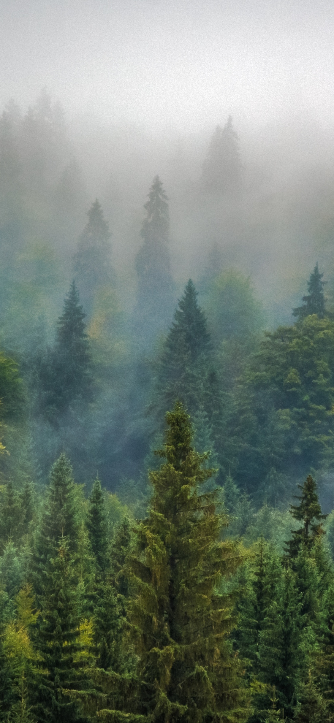 Обои лес, дерево, туман, окружающая среда, Удаление парниковых газов в разрешении 1125x2436