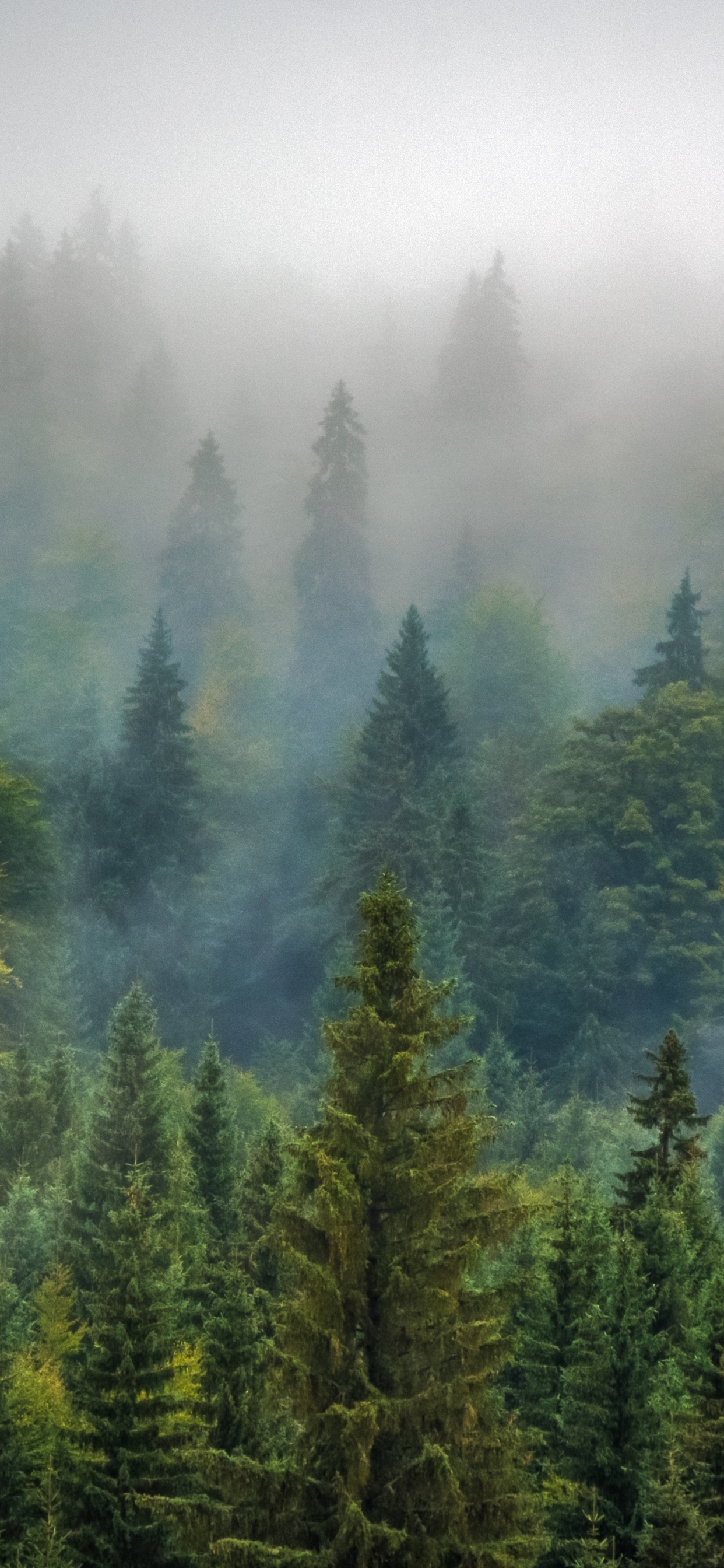 Обои лес, дерево, туман, окружающая среда, Удаление парниковых газов в разрешении 1242x2688