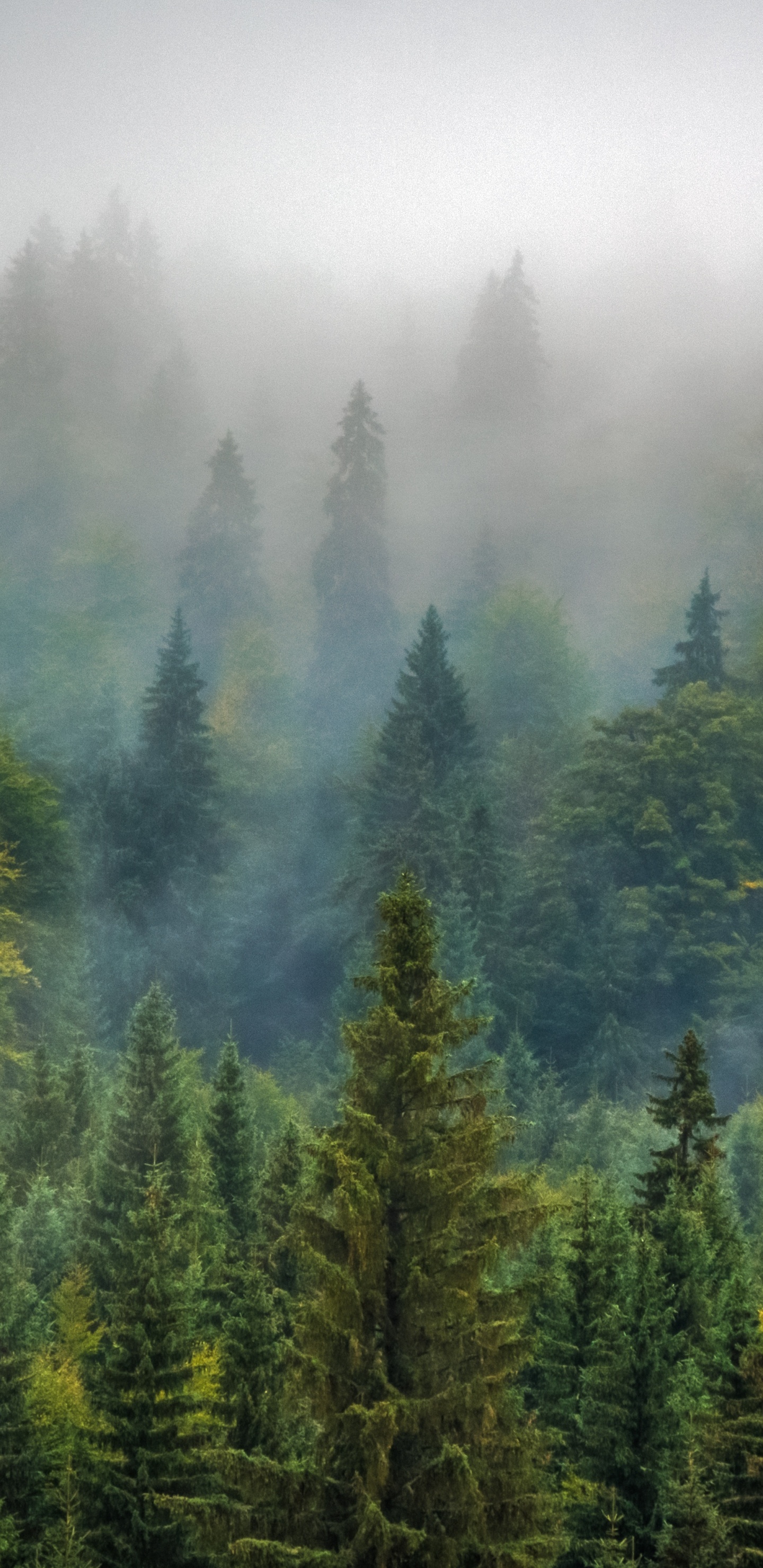 Обои лес, дерево, туман, окружающая среда, Удаление парниковых газов в разрешении 1440x2960