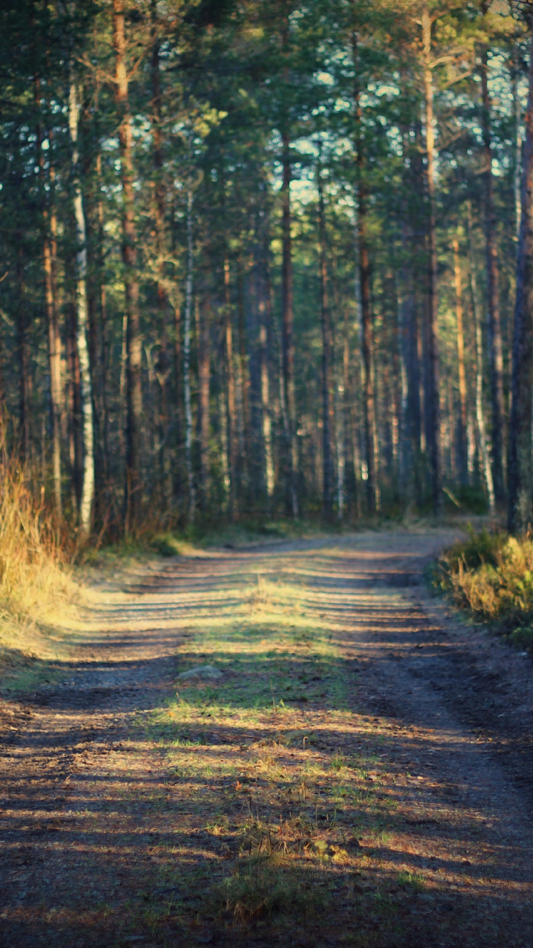 Обои путь, лес, дерево, природа, лесистая местность в разрешении 1080x1920