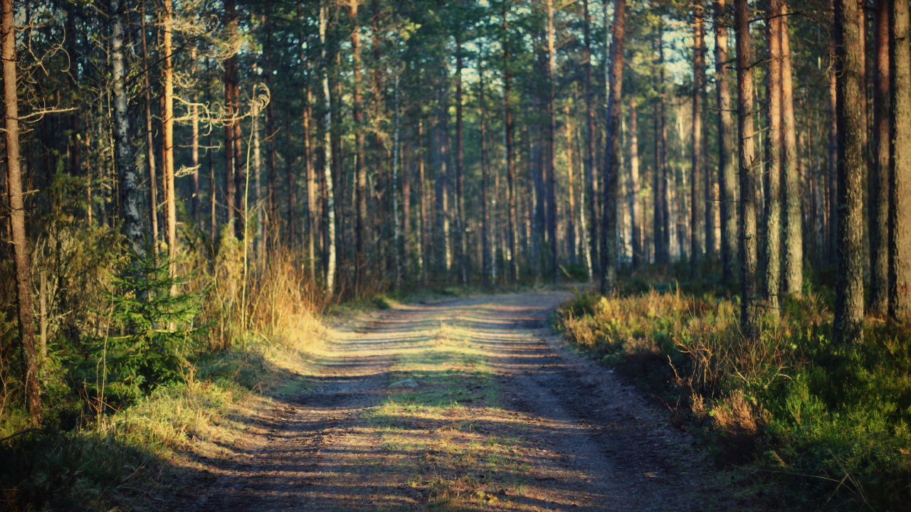 Обои путь, лес, дерево, природа, лесистая местность в разрешении 1280x720