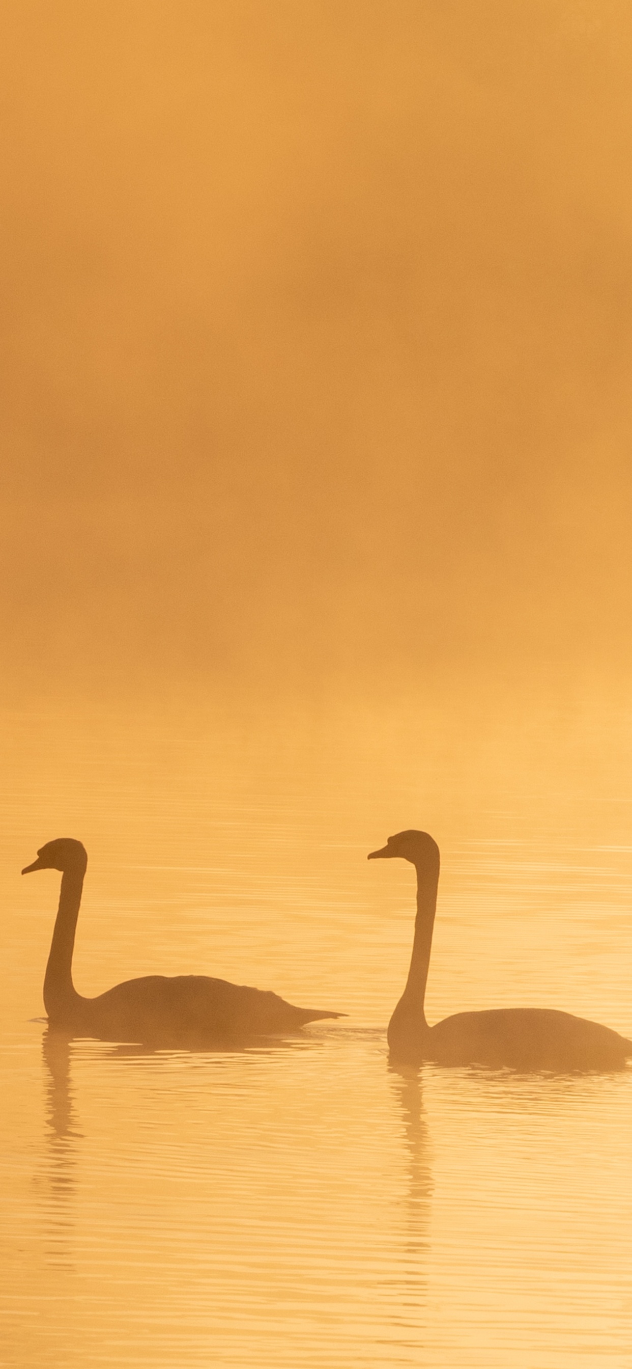 Обои птица, водоплавающие птицы, Лебедь, вода, клюв в разрешении 1242x2688