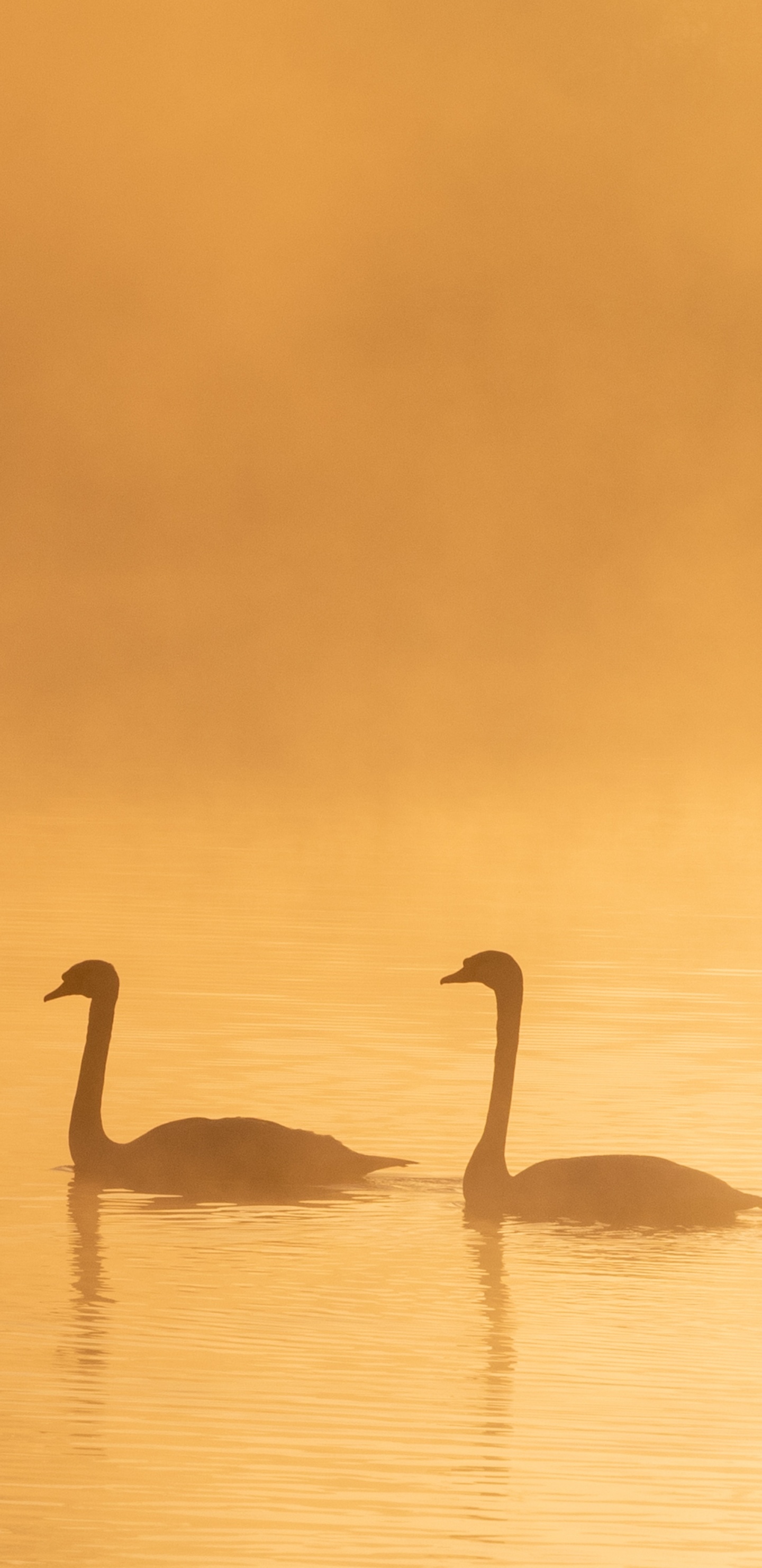 Обои птица, водоплавающие птицы, Лебедь, вода, клюв в разрешении 1440x2960