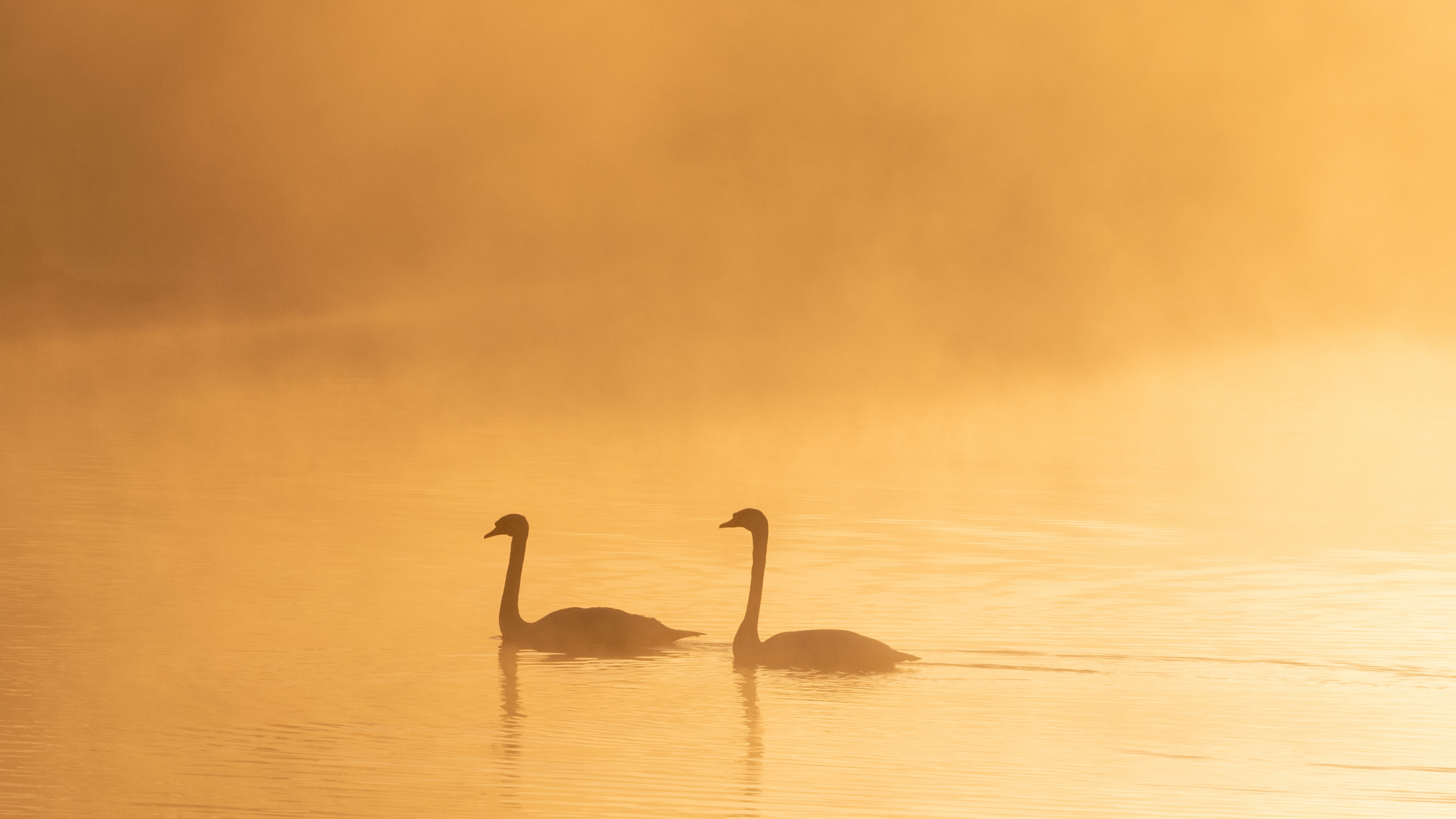 Обои птица, водоплавающие птицы, Лебедь, вода, клюв в разрешении 2560x1440