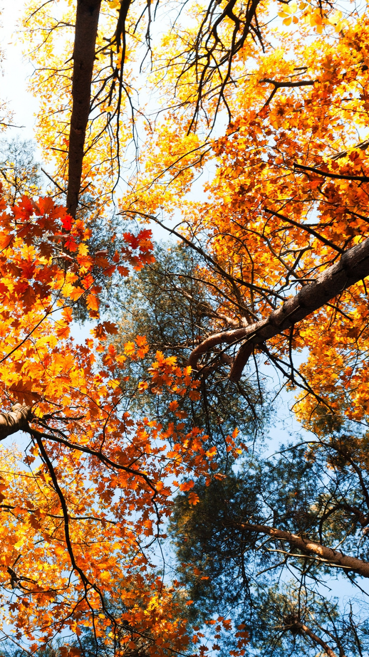 Обои осень, дерево, листопадные, ветвь, древесные растения в разрешении 750x1334
