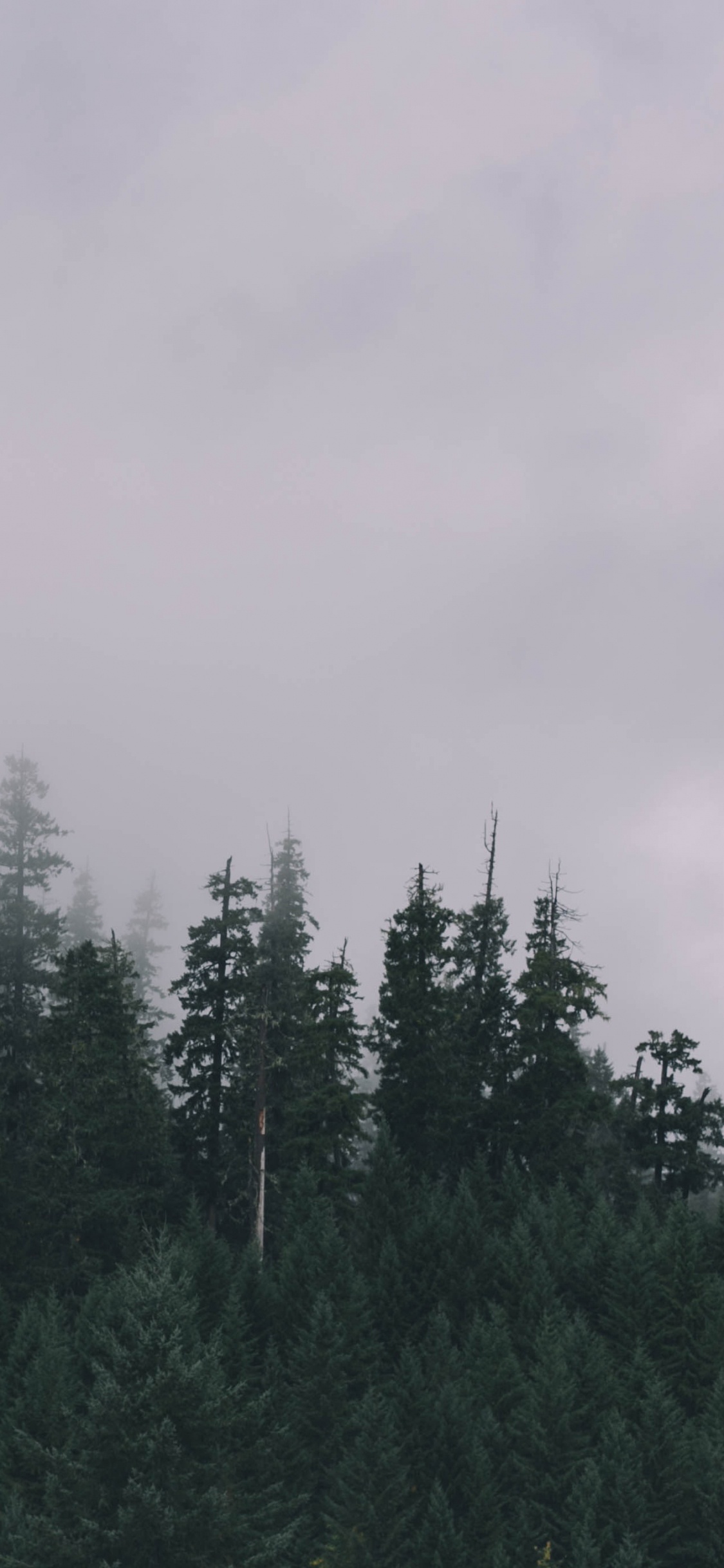 Обои лес, дерево, пейзаж, дымка, туман в разрешении 1125x2436