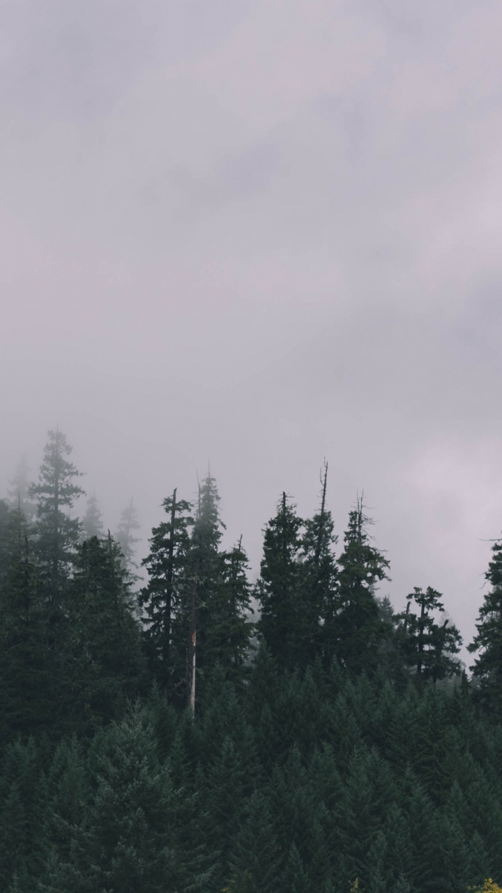 Обои лес, дерево, пейзаж, дымка, туман в разрешении 720x1280