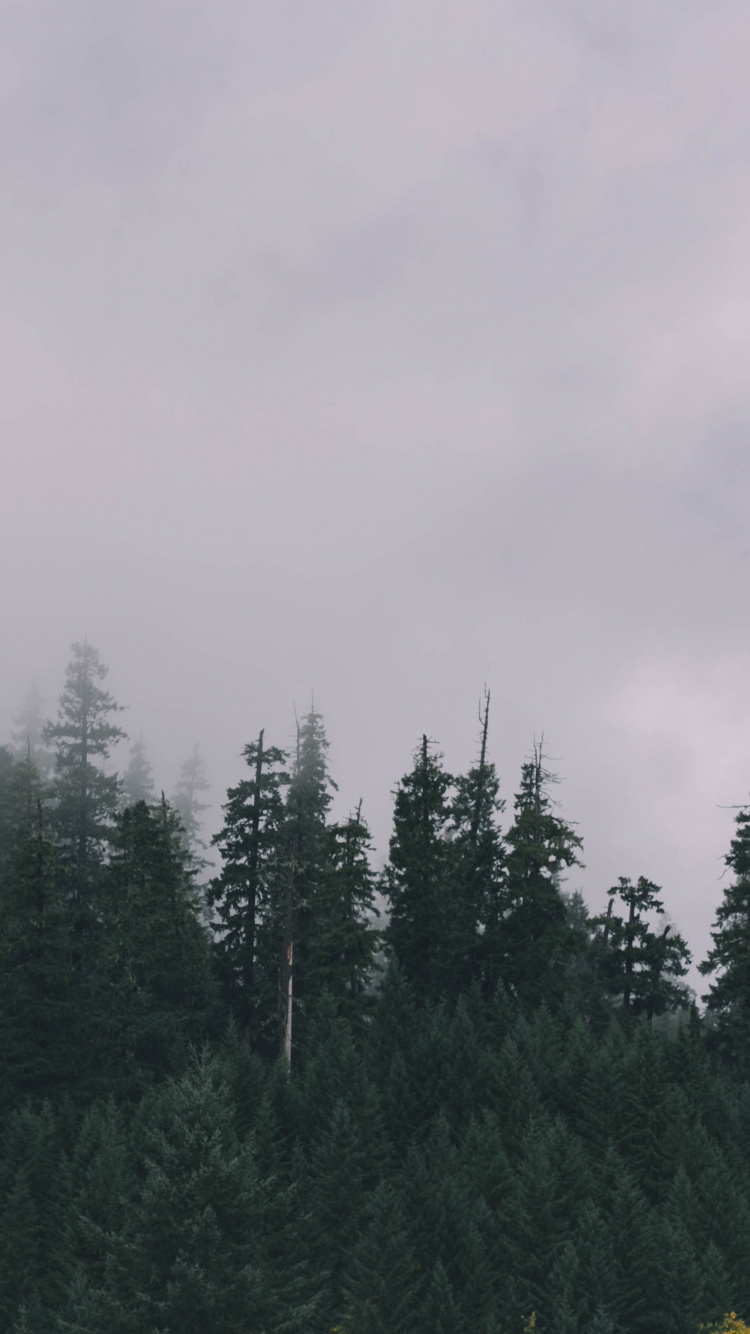 Обои лес, дерево, пейзаж, дымка, туман в разрешении 750x1334