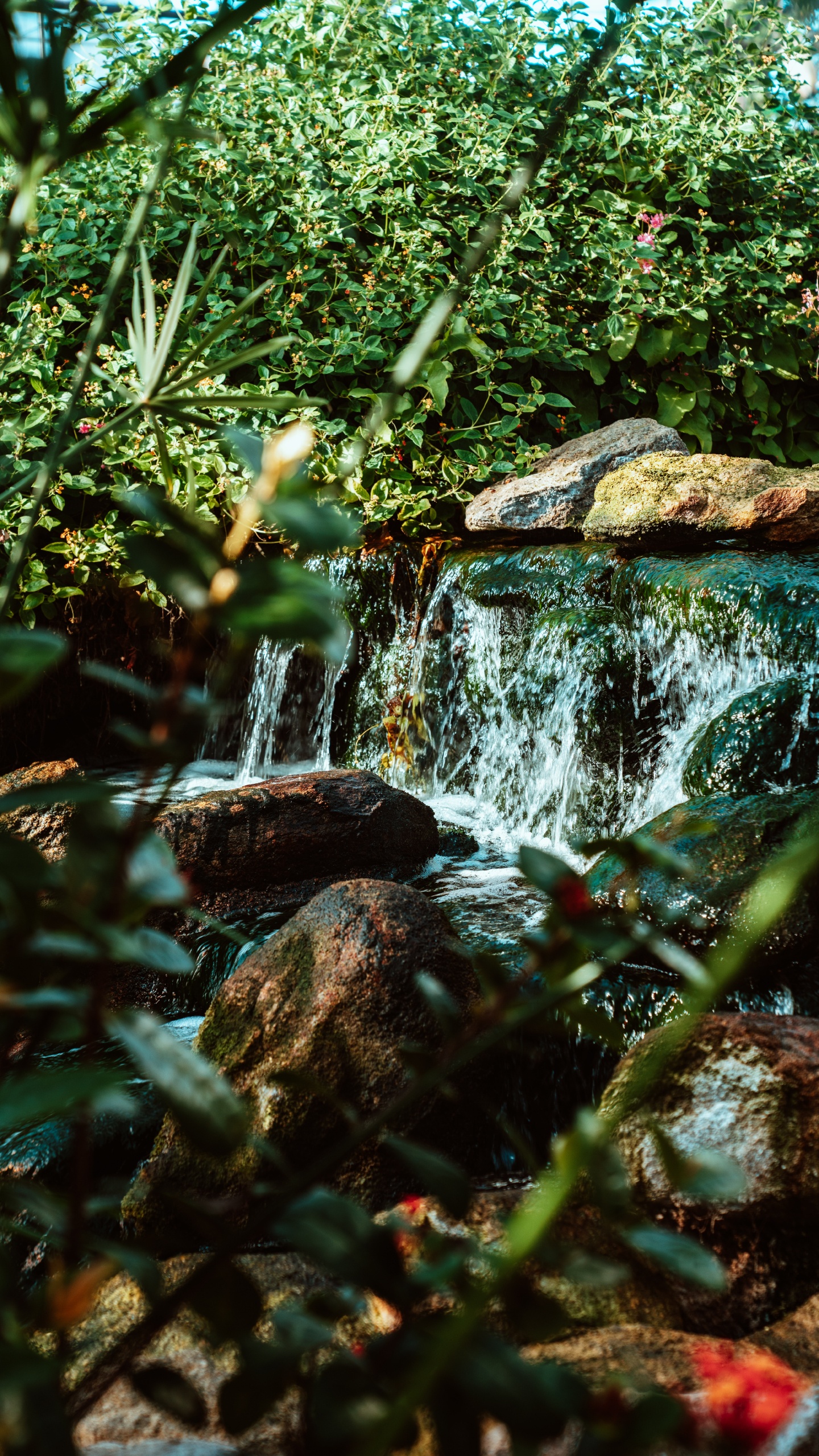 Обои тропические леса, водоток, растительность, природный ландшафт, гидроресурсы в разрешении 1440x2560