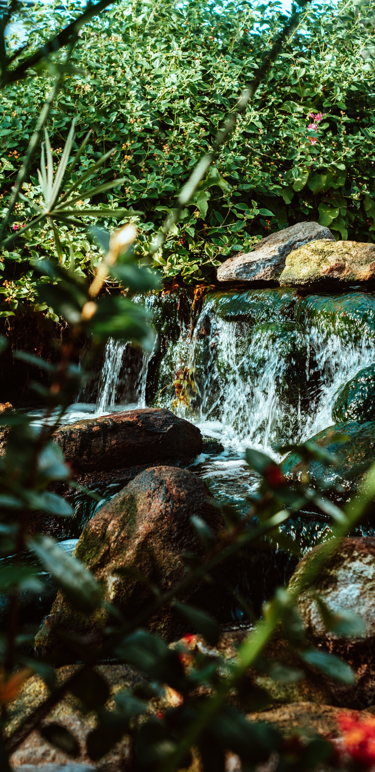 Обои тропические леса, водоток, растительность, природный ландшафт, гидроресурсы в разрешении 1440x2960