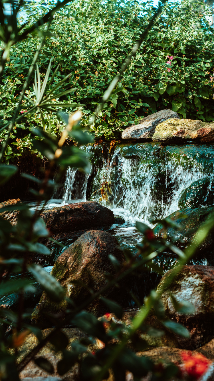 Обои тропические леса, водоток, растительность, природный ландшафт, гидроресурсы в разрешении 750x1334