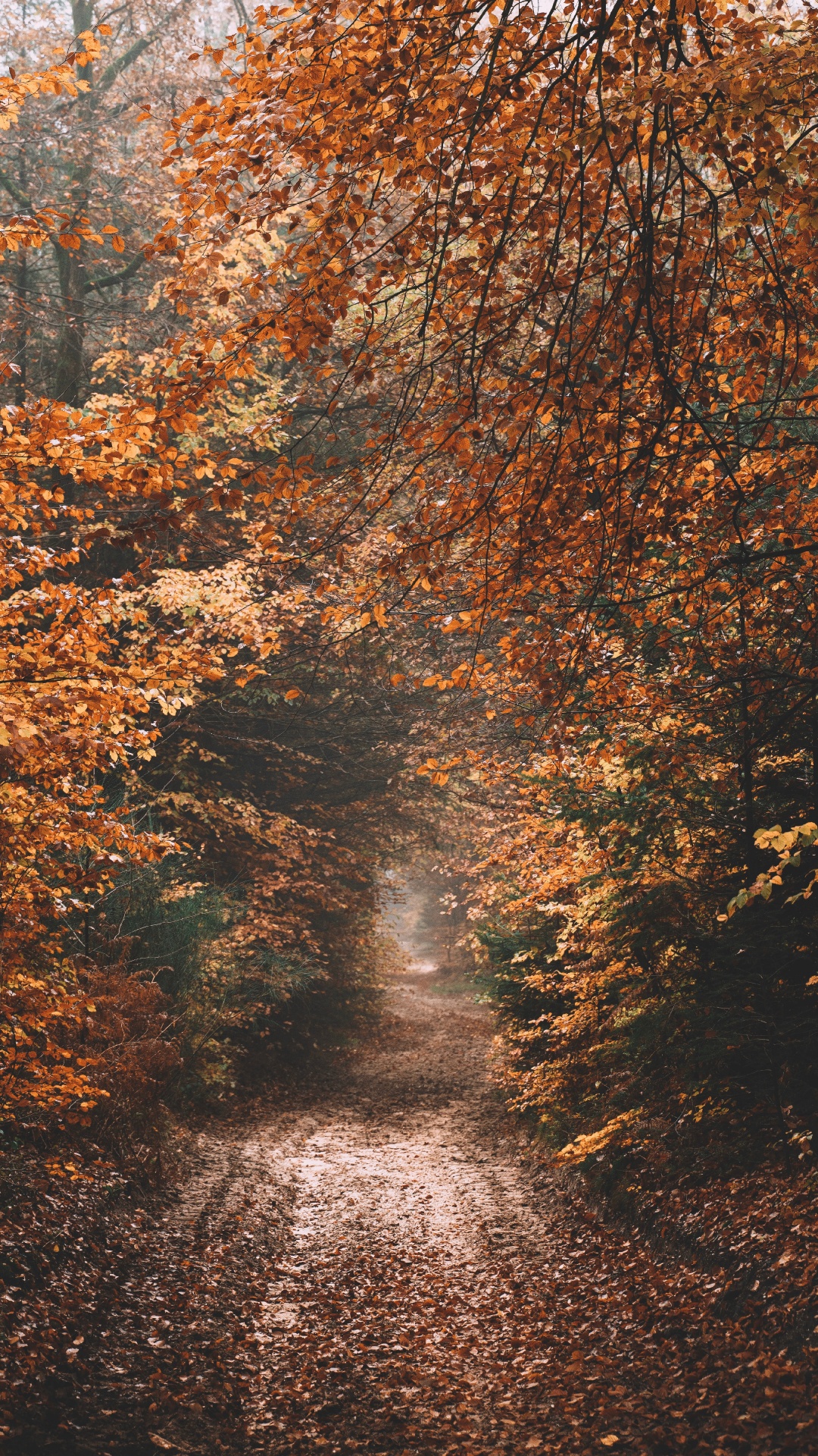 Обои небо, осень, солнечный свет, Природа М, дерево в разрешении 1080x1920