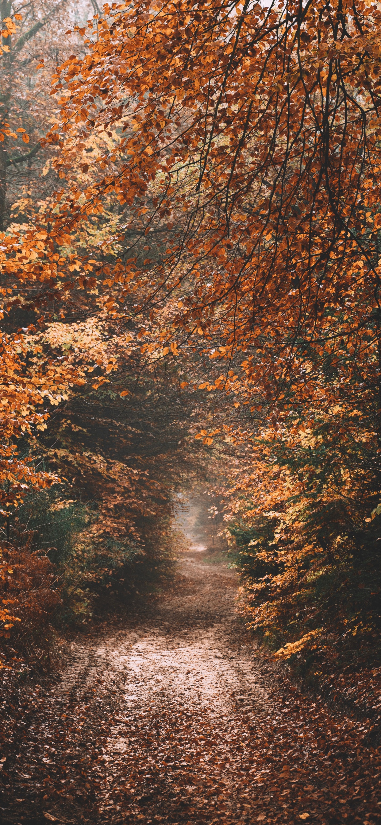 Обои небо, осень, солнечный свет, Природа М, дерево в разрешении 1242x2688