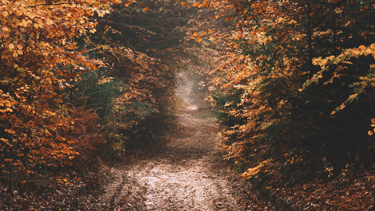 Обои небо, осень, солнечный свет, Природа М, дерево в разрешении 1280x720