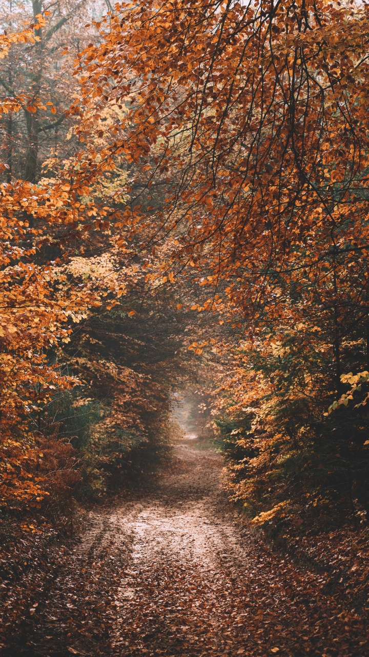 Обои небо, осень, солнечный свет, Природа М, дерево в разрешении 720x1280