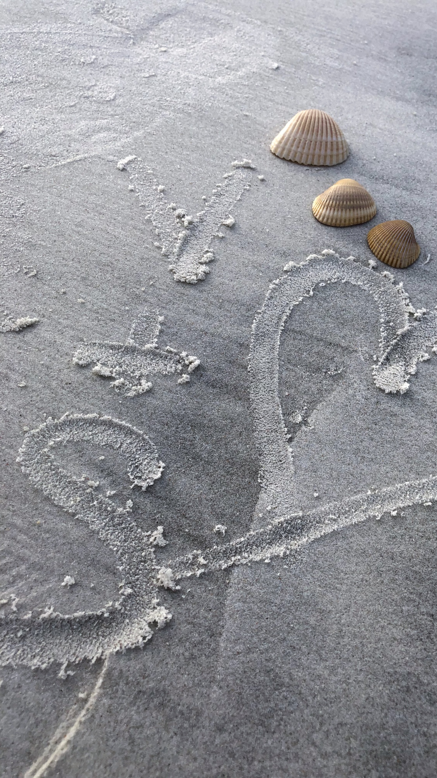 Обои песок, вода, серый цвет, пляж, смола в разрешении 1440x2560