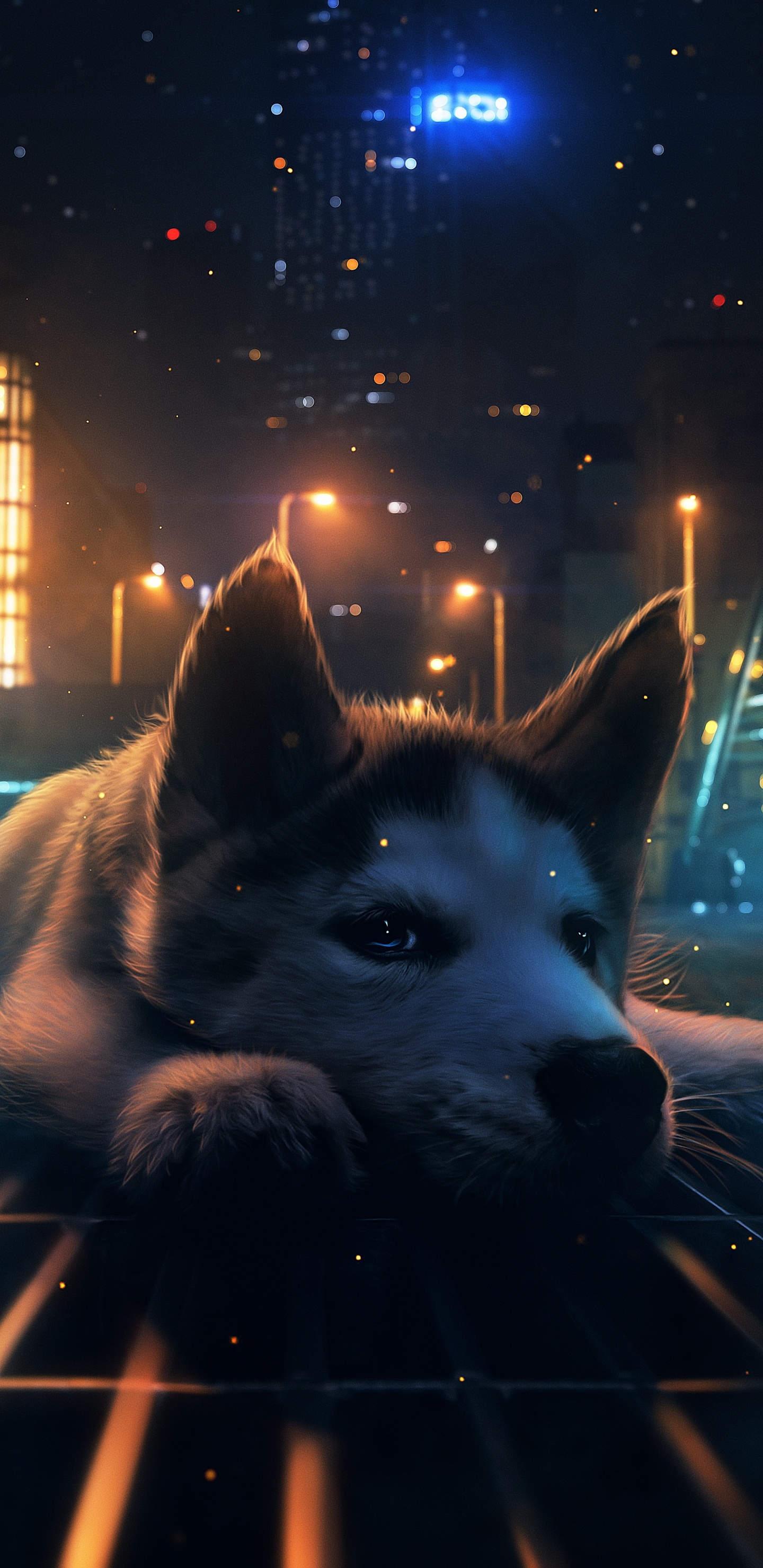 Обои ночь, датский дог, атмосфера, свет, собака породы в разрешении 1440x2960