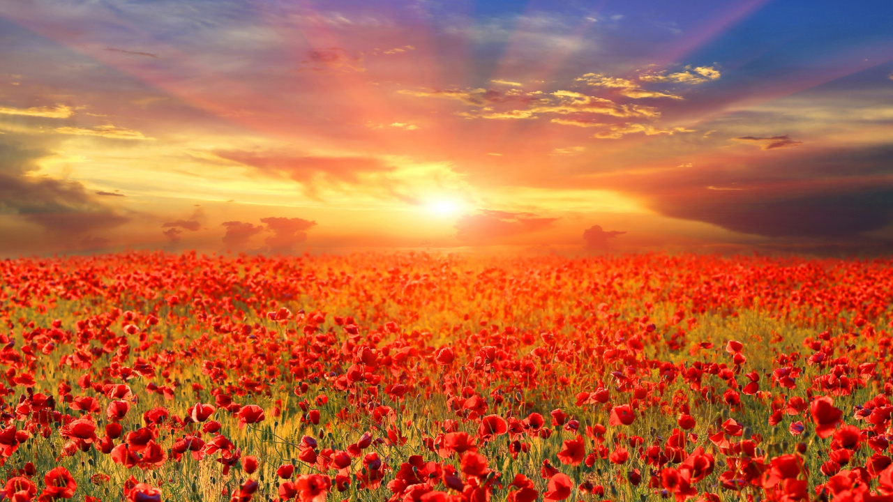 Обои день перемирия, поле, цветок, луг, полевой цветок в разрешении 1280x720