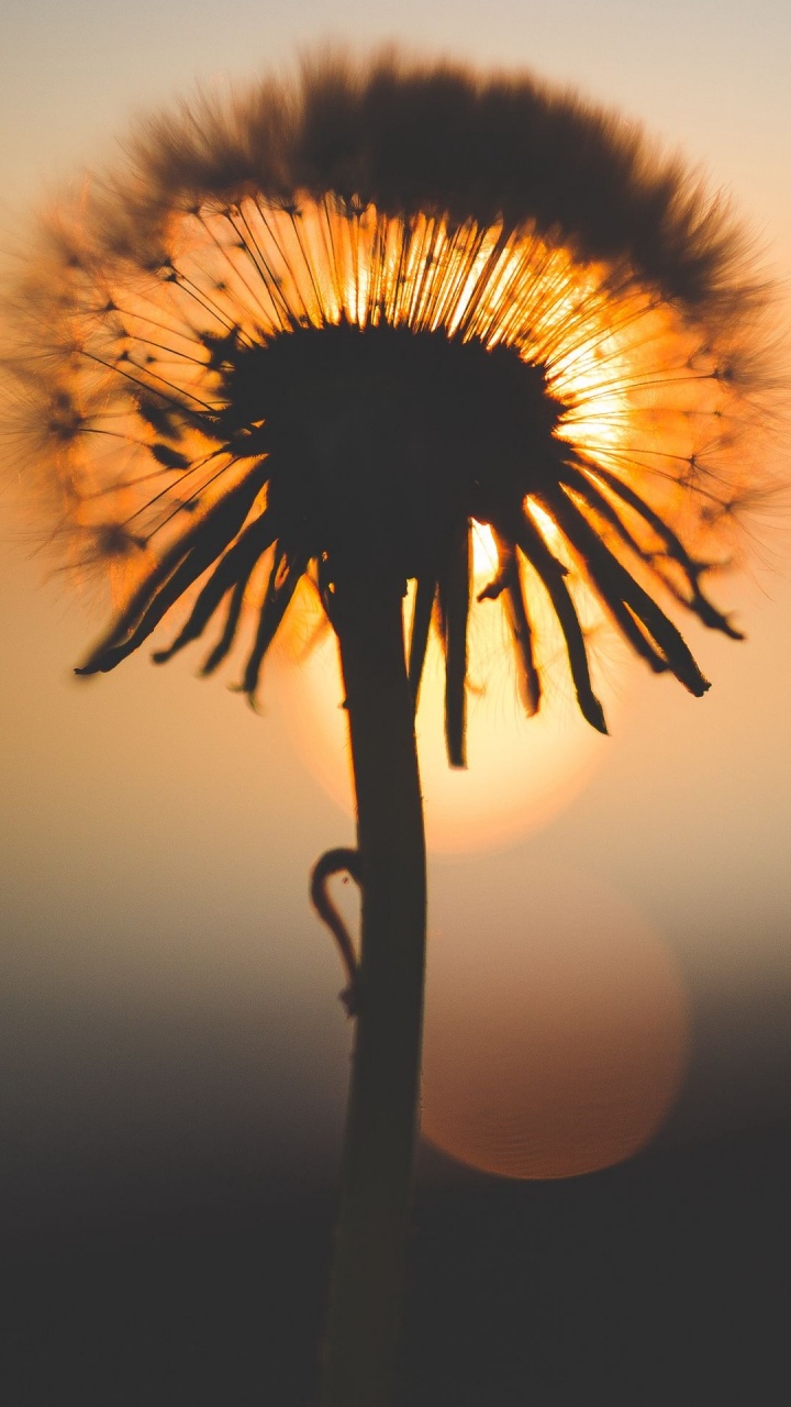 Обои Вроде Пока К9 Кавач, Карбонн К9 Смарт Эко, смартфон, Карбонн А40 индийский, Карбоннская сила ауры в разрешении 720x1280