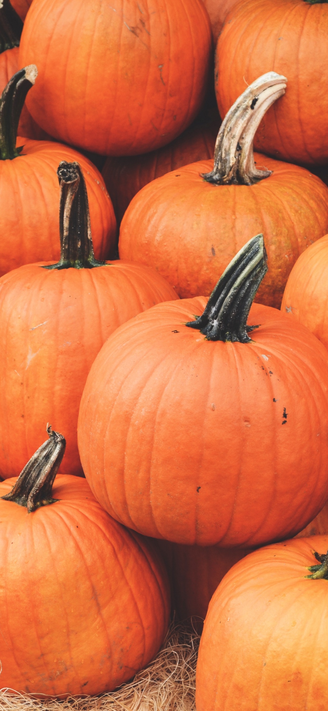 Обои осень, природные продукты, тыква, калебас, местное блюдо в разрешении 1125x2436