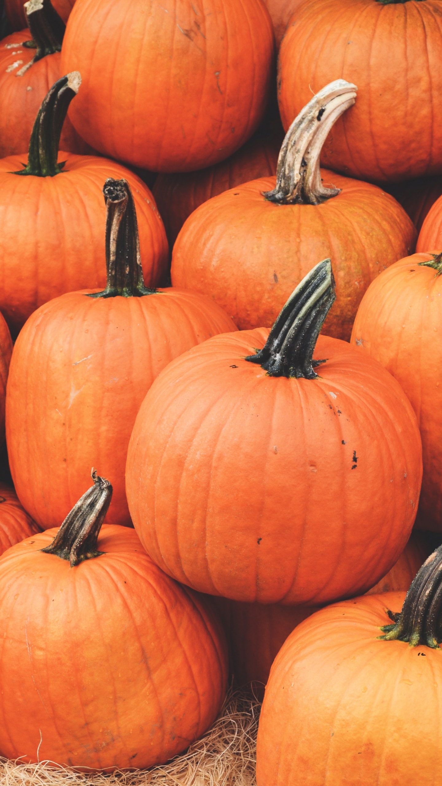 Обои осень, природные продукты, тыква, калебас, местное блюдо в разрешении 1440x2560