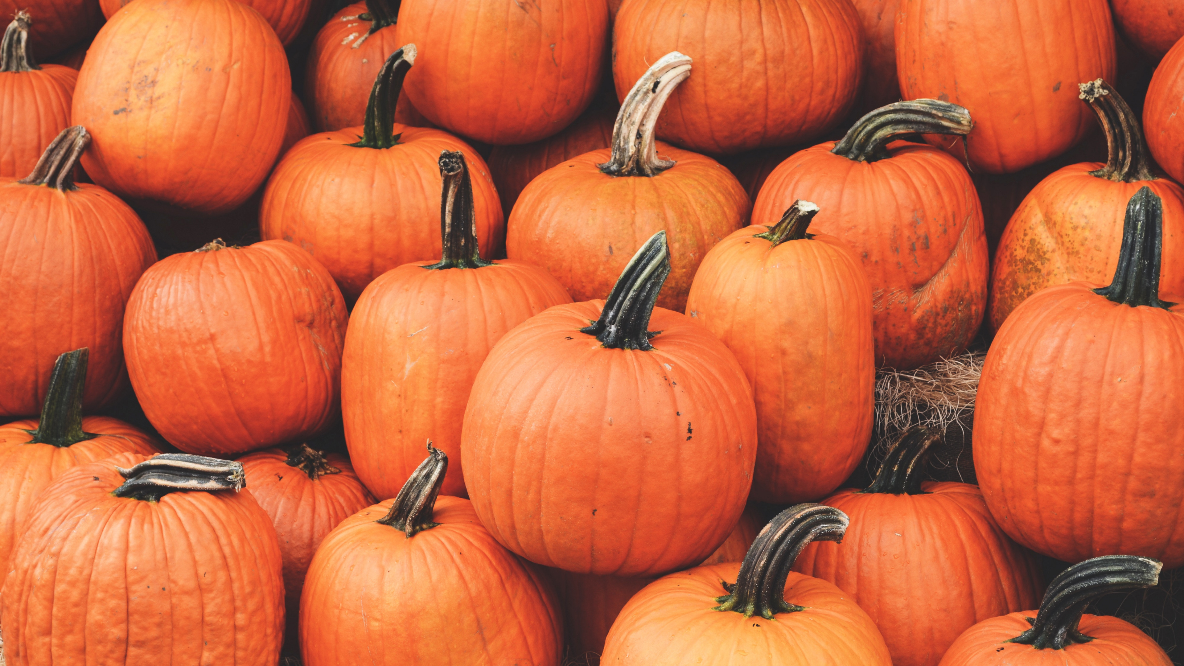 Обои осень, природные продукты, тыква, калебас, местное блюдо в разрешении 3840x2160