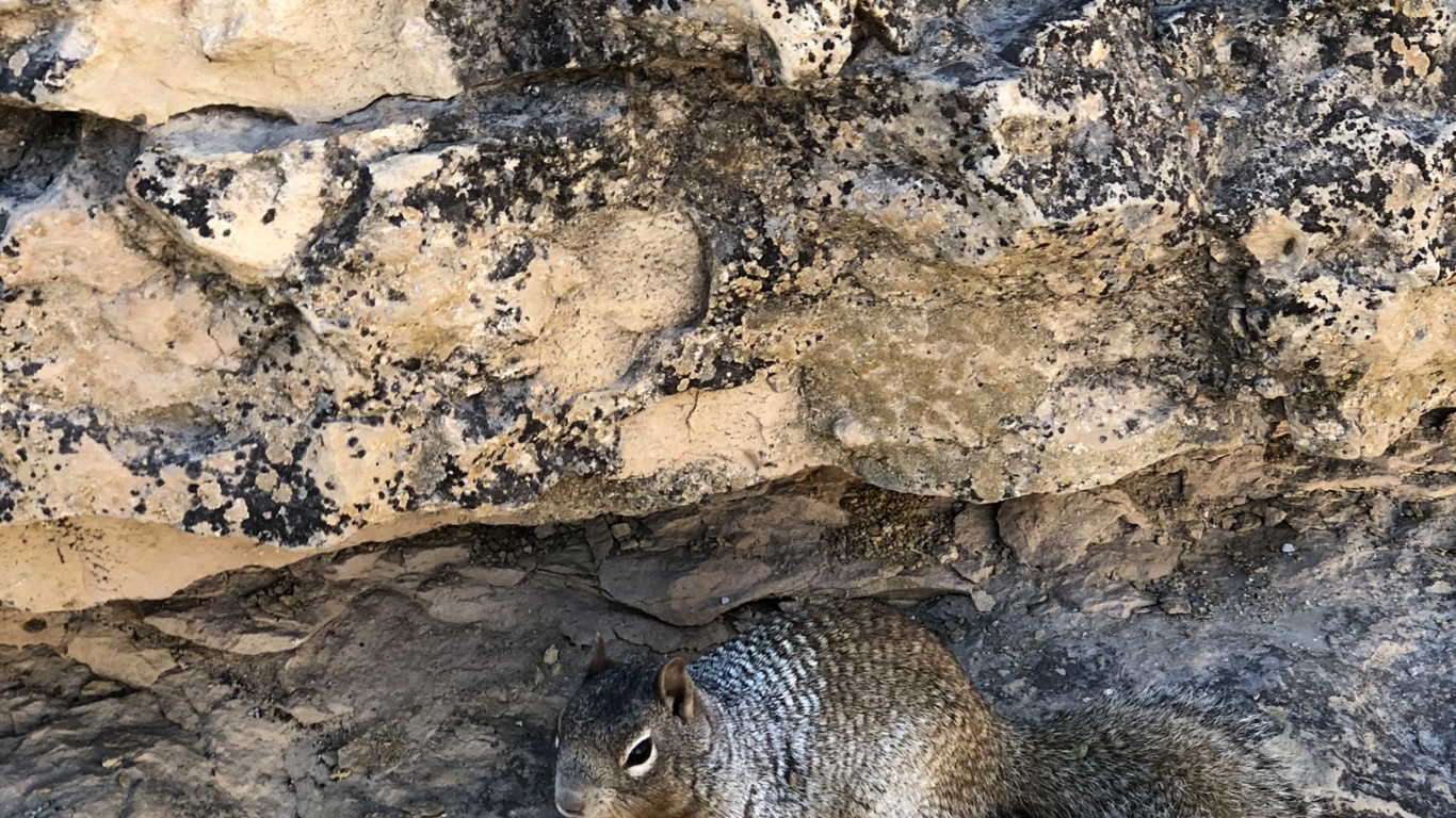 Обои грызун, белка, адаптация, наземные животные, бурундук в разрешении 1366x768