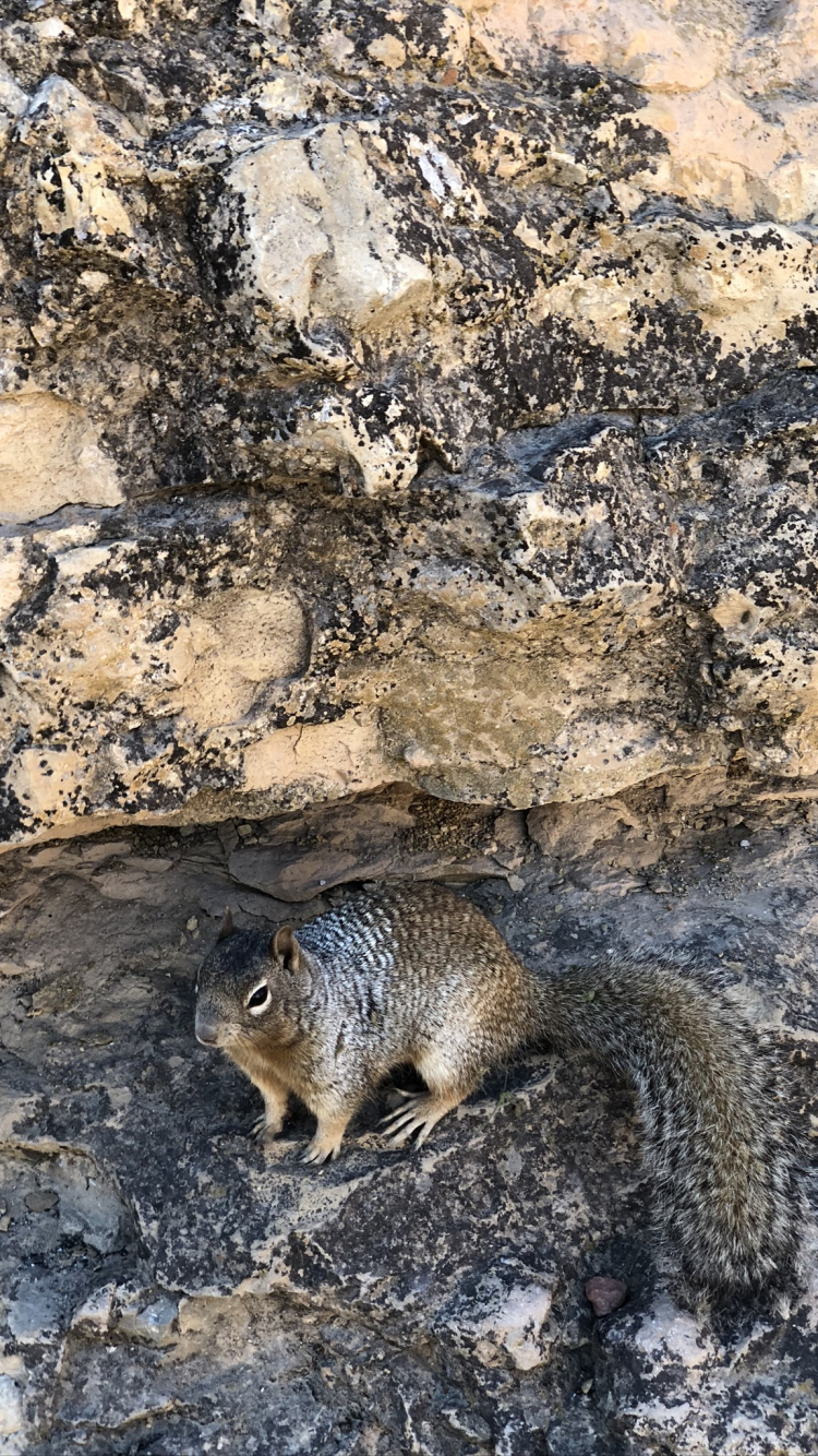 Обои грызун, белка, адаптация, наземные животные, бурундук в разрешении 750x1334