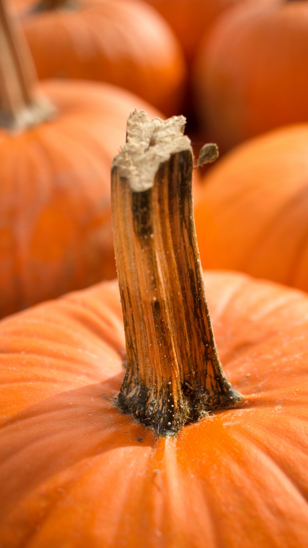 Обои тыква, Джек о фонарь, семя тыквы, пища, свет в разрешении 1080x1920