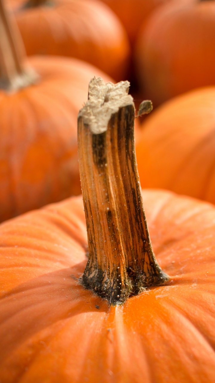 Обои тыква, Джек о фонарь, семя тыквы, пища, свет в разрешении 720x1280