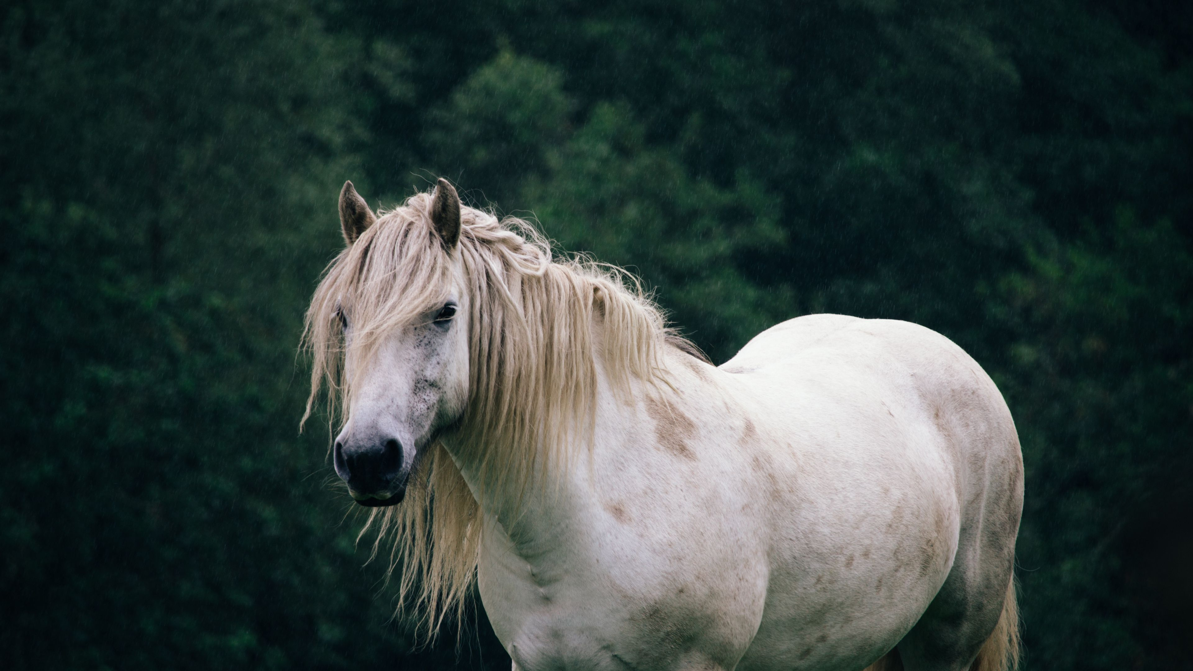 Обои конь, белые, печень, наземные животные, природный ландшафт в разрешении 3840x2160