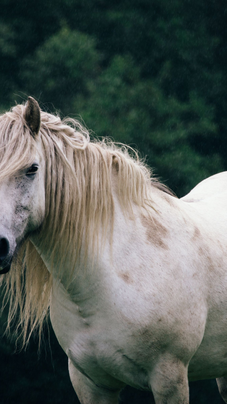 Обои конь, белые, печень, наземные животные, природный ландшафт в разрешении 750x1334
