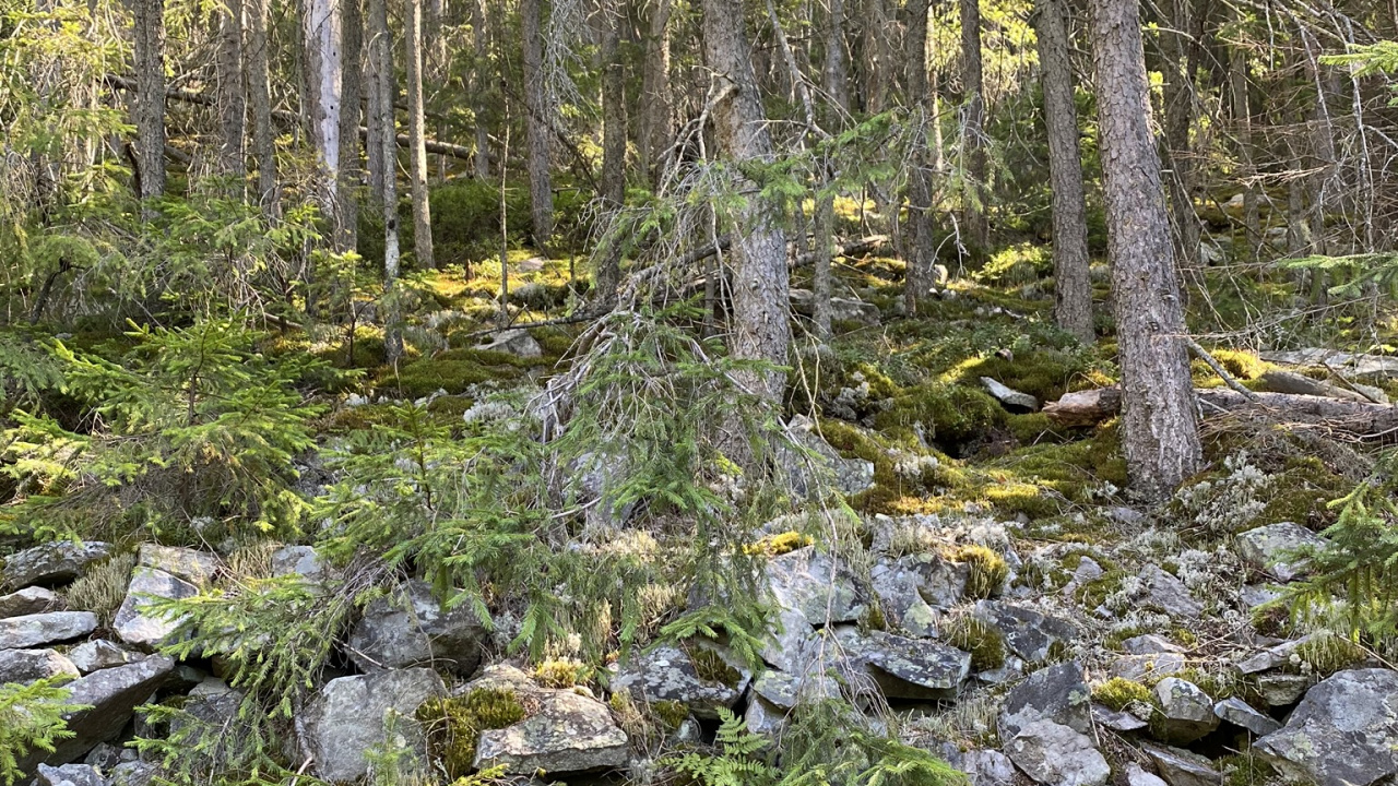 Обои вода, прибрежные зоны, растительность, природа, окружающая среда в разрешении 1280x720