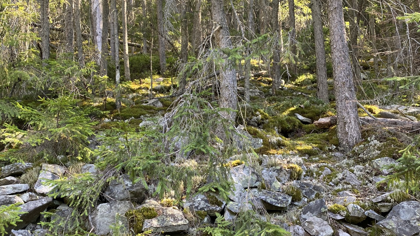 Обои вода, прибрежные зоны, растительность, природа, окружающая среда в разрешении 1366x768