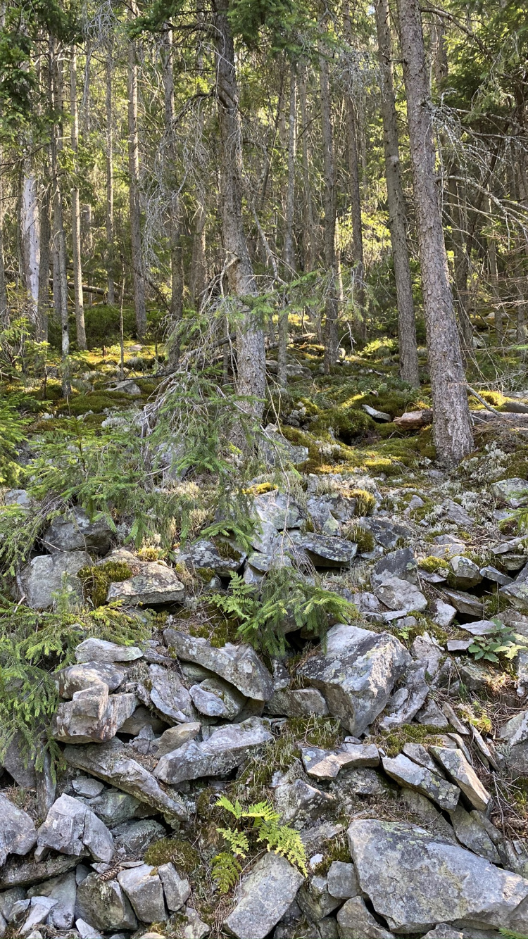 Обои вода, прибрежные зоны, растительность, природа, окружающая среда в разрешении 750x1334